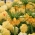 Keltainen kruunu ja kaksinkertainen kukkainen keltainen tulppaani - 18 kpl