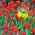Conjunto de tulipas imperiais e vermelhas coroa amarela - 18 peças - 
