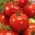 גמד שדה עגבניות 'בוהון' - מגוון מוקדם מאוד לייצר פירות גדולים -  Lycopersicon esculentum - Bohun - זרעים