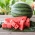Watermeloen "Klondike" - late variëteit - 
