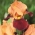 Íris barbuda - flores branco-carmesim - Cimmaron Strip; Íris barbada alemã - 
