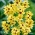 Ixia "Kaisar Kuning" - Paket Besar! - 150 pcs; bunga bakung jagung - 