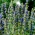Hyssop 삼색 트리오 종자 - Hyssopus officinalis - 100 종자 - 씨앗