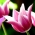チューリップクラウディア - チューリップクラウディア -  5球根 - Tulipa Claudia