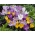 Set of 4 crocus varieties: white, yellow, purple and purple-white - 200 pcs.