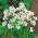 سیر ناپل - 20 لامپ - Allium Neapolitanum