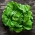 BIO - salata "Kraljica svibnja" - certificirano organsko sjeme - 450 sjemenki - Lactuca sativa L. var. Capitata - sjemenke