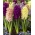 Barevné trio - sada 3 odrůd hyacintu - 27 ks. - 
