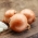 Orta-geç soğan 'Cyklop' -   Allium cepa - Cyklop - tohumlar