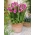 Pink double freesia - Pink - Large Pack! - 100 st.