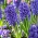 Modrá bunda Hyacint - veľké balenie! - 30 ks - 