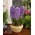 Hyacinthus Purple Star - Hyacinth Purple Star - 3 bulbs -  Hyacinthus orientalis