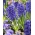 Hyacinth Blue Jacket - confezione grande! - 30 pezzi - 