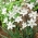 Ipheion - Starflower - "Alberto Castillo" - Large Pack! - 100 pcs; Spring starflower