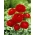 Ranunculus, बटरकप रेड - 10 बल्ब - 