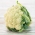 Bela cvetača "Jutro" -  Brassica oleracea var. Botrytis - Poranek - semena