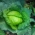 Belo glavnato zelje 'Szarada Późna' - priporočljivo za skladiščenje, dekapiranje in neposredno porabo -  Brassica oleracea var.capitata - Szarada Późna - semena