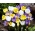 Ensemble de 3 varietes de crocus: blanc, violet-blanc et jaune - 180 pcs.