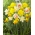 Essence of Beauty – set of 4 daffodil varieties - 40 pcs.