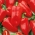 Перець "Рубінова" - червоний і солодкий - Capsicum L. - насіння