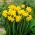 Jonquil - rush daffodil - ความหวาน - แพ็คใหญ่! - 100 ชิ้น - 