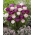 ملاحظة سرية - مجموعة من أصناف الزنبق المزدوجة مع أزهار وردية شاحبة وأرجوانية - 40 قطعة. - 