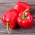 Sladka paprika „Kaskada“ - rdeča sorta, namenjena za gojenje v predorih -  Capsicum annuum - Kaskada - semena