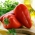 Paprika „Mercedes“ - červená, středně raná odrůda s vysokým obsahem vitamínu C. -  Capsicum annuum - Mercedes - semena