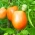 มะเขือเทศฟิลด์ของคนแคระ 'Jokato' - ขนาดกลางช่วงต้นพันธุ์ส้มที่อุดมสมบูรณ์ -  Lycopersicon esculentum - Jokato - เมล็ด