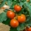 Trpasličí pole rajče 'Lolek' - extrémně pozdě, oranžová odrůda doporučená pro dlouhodobé skladování -  Lycopersicon esculentum - Lolek - semena