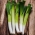 韭菜'Baca' - 一种晚期，非常富有成效的品种 -  Allium porrum - Baca - 種子