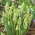 Hyacint zeleného hrozna - Muscari Bellevalia Green Pearl - veľké balenie! - 50 ks.