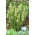 Зеленый виноградный гиацинт - Мускари Bellevalia Green Pearl - Большой пакет! - 50 шт.
