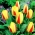 Tulipano Gluck - pacchetto di 5 pezzi - Tulipa Gluck