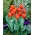 Tulipa Anno Schilder - 튤립 Anno Schilder - 5 구근 - Tulipa Annie Schilder