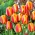 Tulipa Elite της Apeldoorn - Tulip Apeldoorn's Elite - 5 βολβοί - Tulipa Apeldoorn's Elite