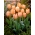 Tulipa Apricot Beauty - Tulip Apricot Beauty - 5 لامپ