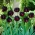 Tulpansläktet Black Hero - paket med 5 stycken - Tulipa Black Hero