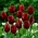 Tulipa Jan Reus - 튤립 1 월 Reus - 5 알뿌리