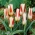 Tulpės Johann Strauss - pakuotėje yra 5 vnt - Tulipa Johann Strauss