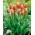 Tulipa Lambada - Tulipán Lambada - 5 květinové cibule