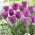 매직 라벤더 튤립 - 5 개 - Tulipa Magic Lavender