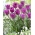 Kouzelný levandulový tulipán - 5 ks - Tulipa Magic Lavender
