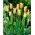 Tulipa Mona Lisa  - 郁金香蒙娜丽莎 -  5个洋葱