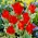 Tulipa Praestans Unicum - paquete de 5 piezas