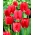 Tulpės Spring Song - pakuotėje yra 5 vnt - Tulipa Spring Song