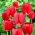 Tulpės Spring Song - pakuotėje yra 5 vnt - Tulipa Spring Song
