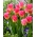 Tulipa Tom Thumb - Tulip Tom Thumb - 5 květinové cibule - Tulipa Tom Pouce