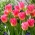 Tulipa Tom Pouce - Tulpe Tom Pouce - 5 Zwiebeln