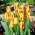 Tulpės Washington - pakuotėje yra 5 vnt - Tulipa Washington